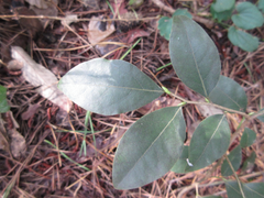 Lindera glauca