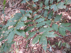 Picrasma quassioides