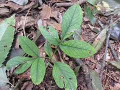 Dictamnus dasycarpus