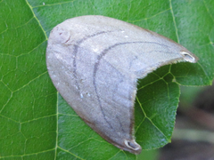 Pseudalbara parvula