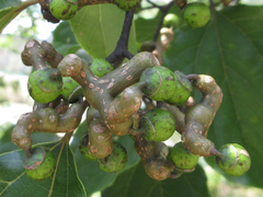 Hovenia dulcis