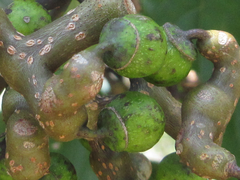 Hovenia dulcis