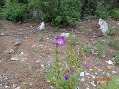 Penstemon campanulatus