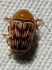 Cryptocephalus fulguratus