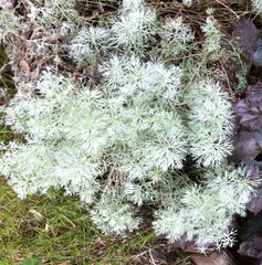 Artemisia schmidtiana