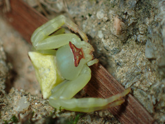 Thomisus okinawensis