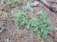 Astragalus inopinatus