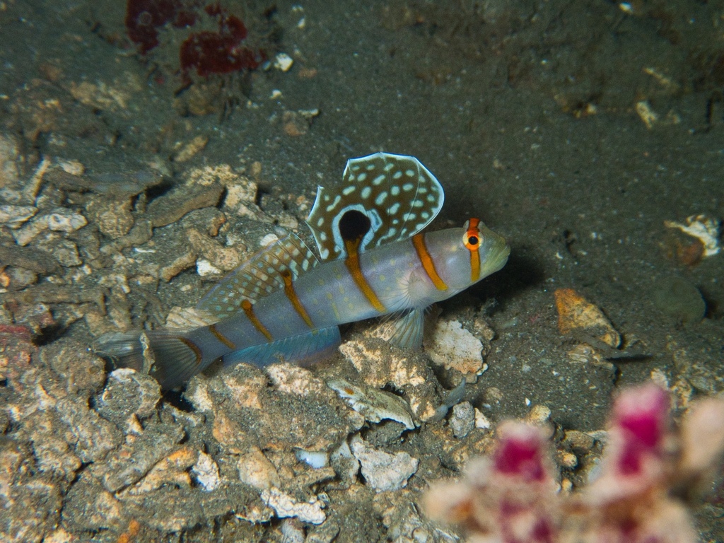 Photo of Randall's shrimpgoby (Amblyeleotris randalli)