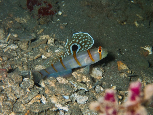 Randall's prawn-goby (Amblyeleotris randalli) — Gobiidae