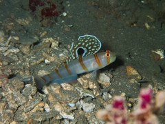 Amblyeleotris randalli