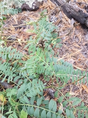 Astragalus inopinatus
