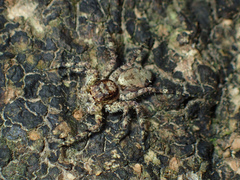 Phaeacius malayensis