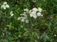 Thalictrum petaloideum