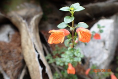 Clinopodium mexicanum