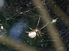 Prosoponoides sinense