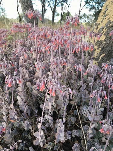 Kalanchoe fedtschenkoi