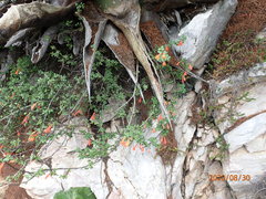 Clinopodium mexicanum