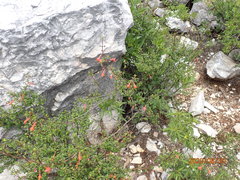 Clinopodium mexicanum