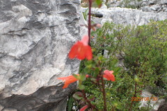 Clinopodium mexicanum