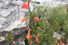 Clinopodium mexicanum