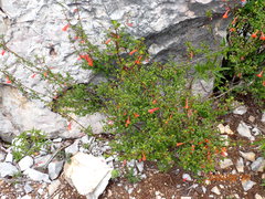 Clinopodium mexicanum