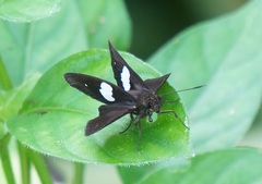 Notocrypta paralysos varians