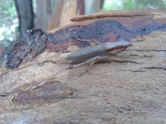 Larifugagraecia spuria