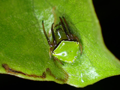 Araneus viridiventris