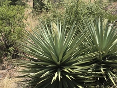 Yucca schottii