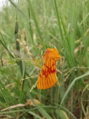Eulithosia miaiphona