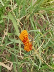 Eulithosia miaiphona
