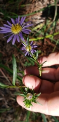 Eurybia hemispherica