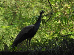 Pavo cristatus