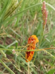 Eulithosia miaiphona