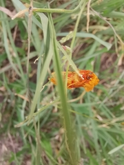 Eulithosia miaiphona