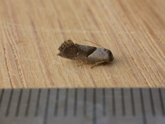 Eupselia holoxantha