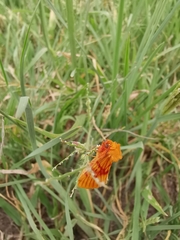 Eulithosia miaiphona