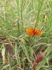 Eulithosia miaiphona