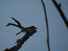 Prinia hodgsonii