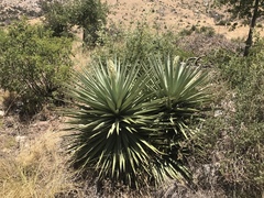 Yucca schottii