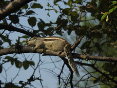Funambulus pennantii