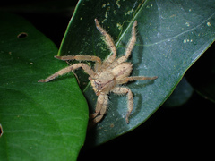 Heteropoda pingtungensis