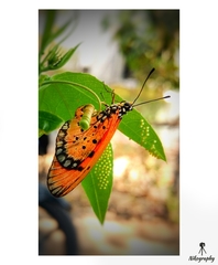 Acraea terpsicore