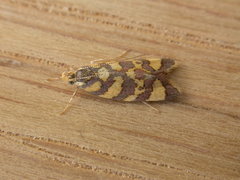 Tisobarica thyteria