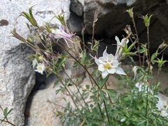 Aquilegia pubescens