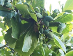 Myotis formosus flavus