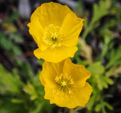 Papaver mcconnellii