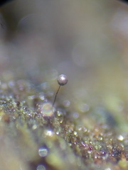 Macbrideola argentea