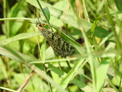 Palparini