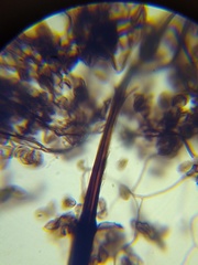 Macbrideola argentea